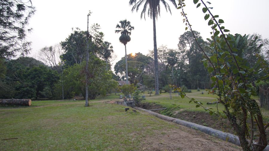 L’allée de palmiers