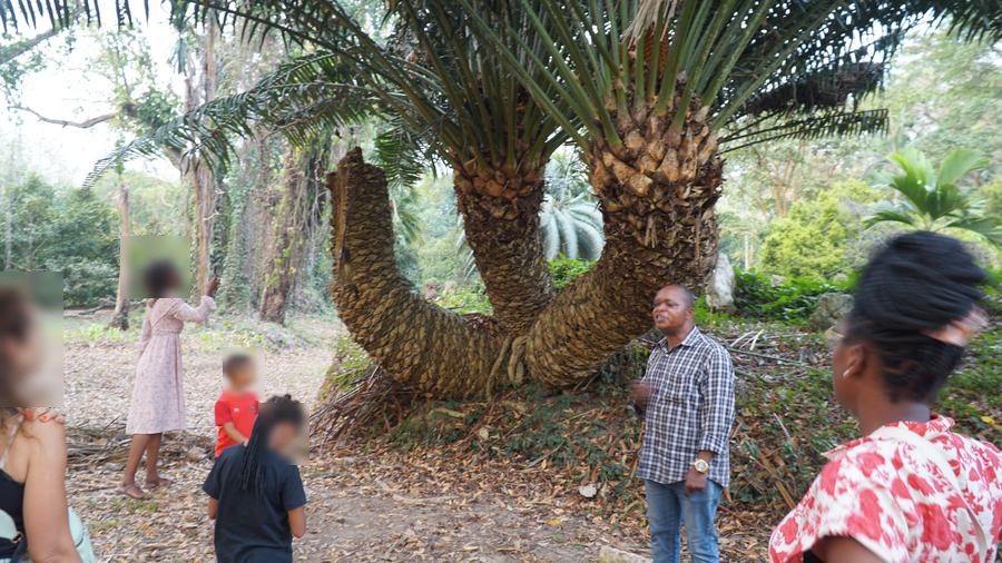 Le cycas géant