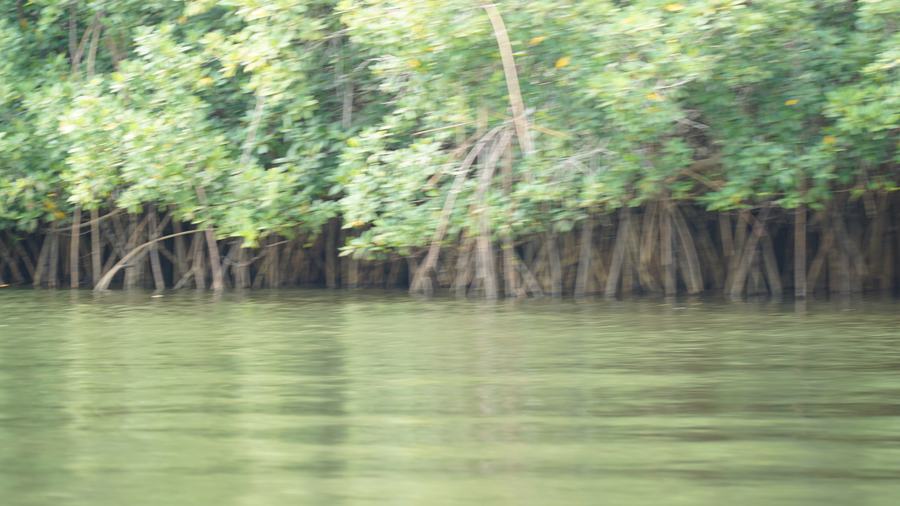 L’entrée dans la mangrove