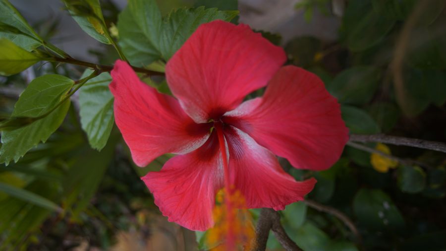 Hibiscus