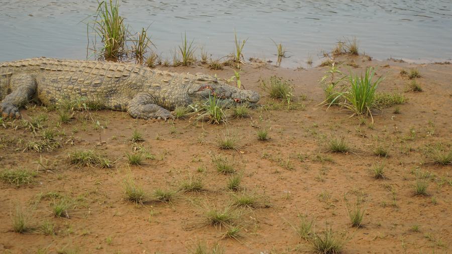 Crocodile au bord de l’eau