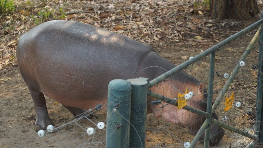 L’hippopotame